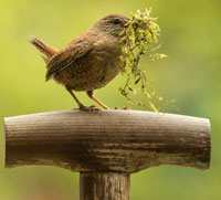 NABU Vogel