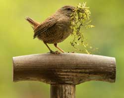 NABU Vogel1