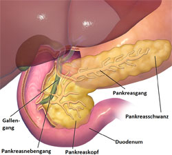 Pancreas